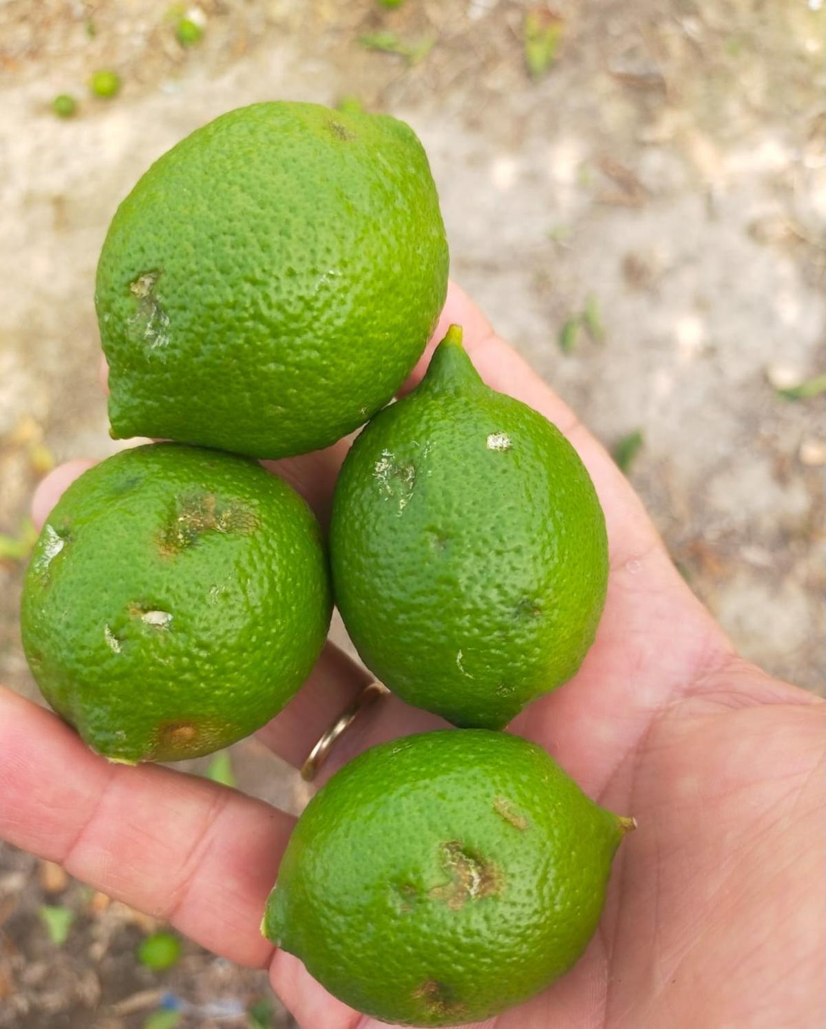 Aspecto de unos limones afectados por la granizada de septiembre.