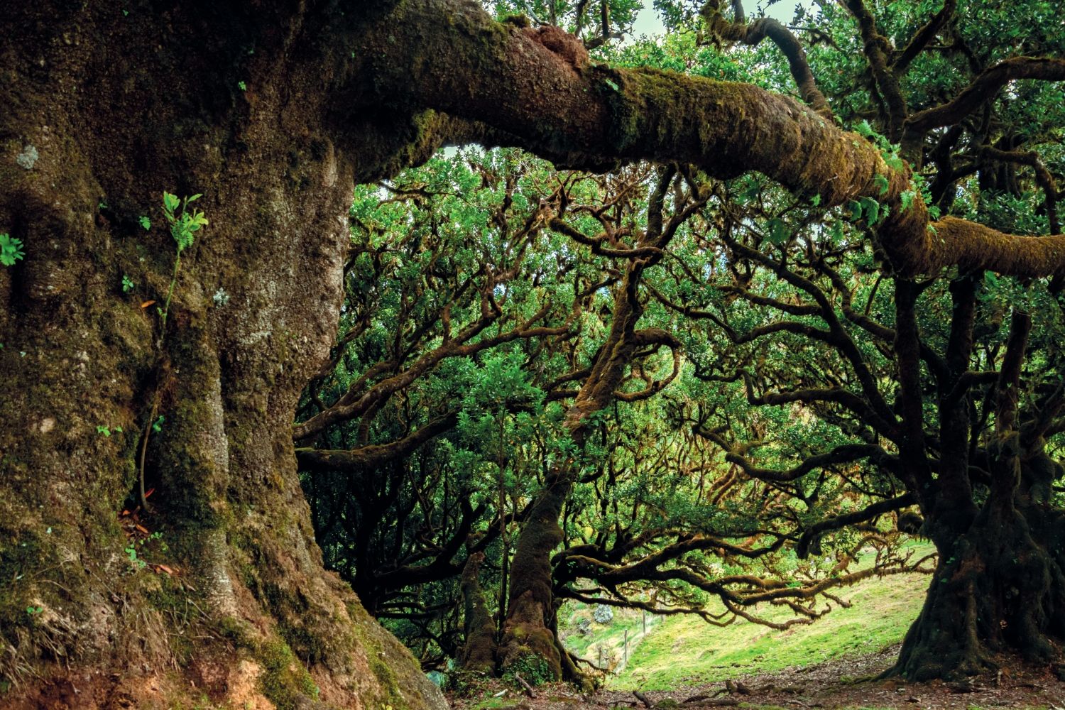 Bosque de laurisilva de Madeira, Portugal.