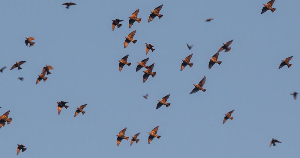 Invadidos por los estorninos en Alicante