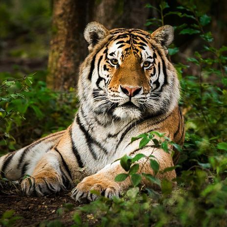 Científicos aseguran haber encontrado de nuevo a un tigre que se extinguió en 2008
