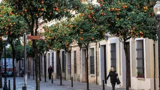 ¿Cómo se llama realmente el árbol de los naranjos que decoran las calles de España y Córdoba? Pocos lo saben