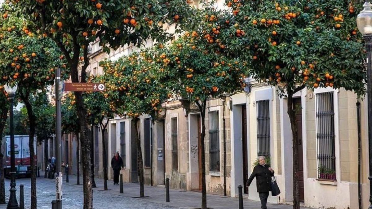 Calle de naranjos