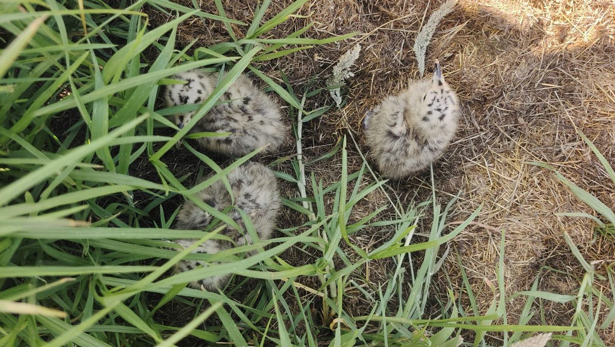 Los tres polluelos de gaviota rescatados en Moaña por Protección Civil. 18 junio 2025