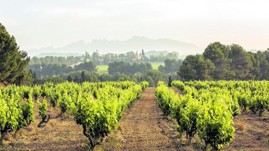 Panorámica de un viñedo amparado por la DO Cava.