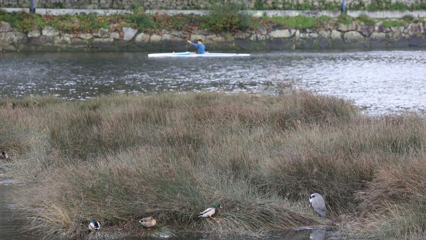 La población de aves acuáticas en el litoral de O Burgo crece con la regeneración de la ría