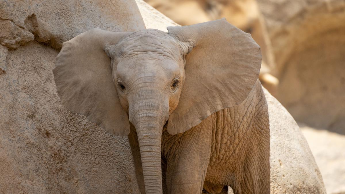 Makena, la primera cría de elefante de Bioparc Valencia