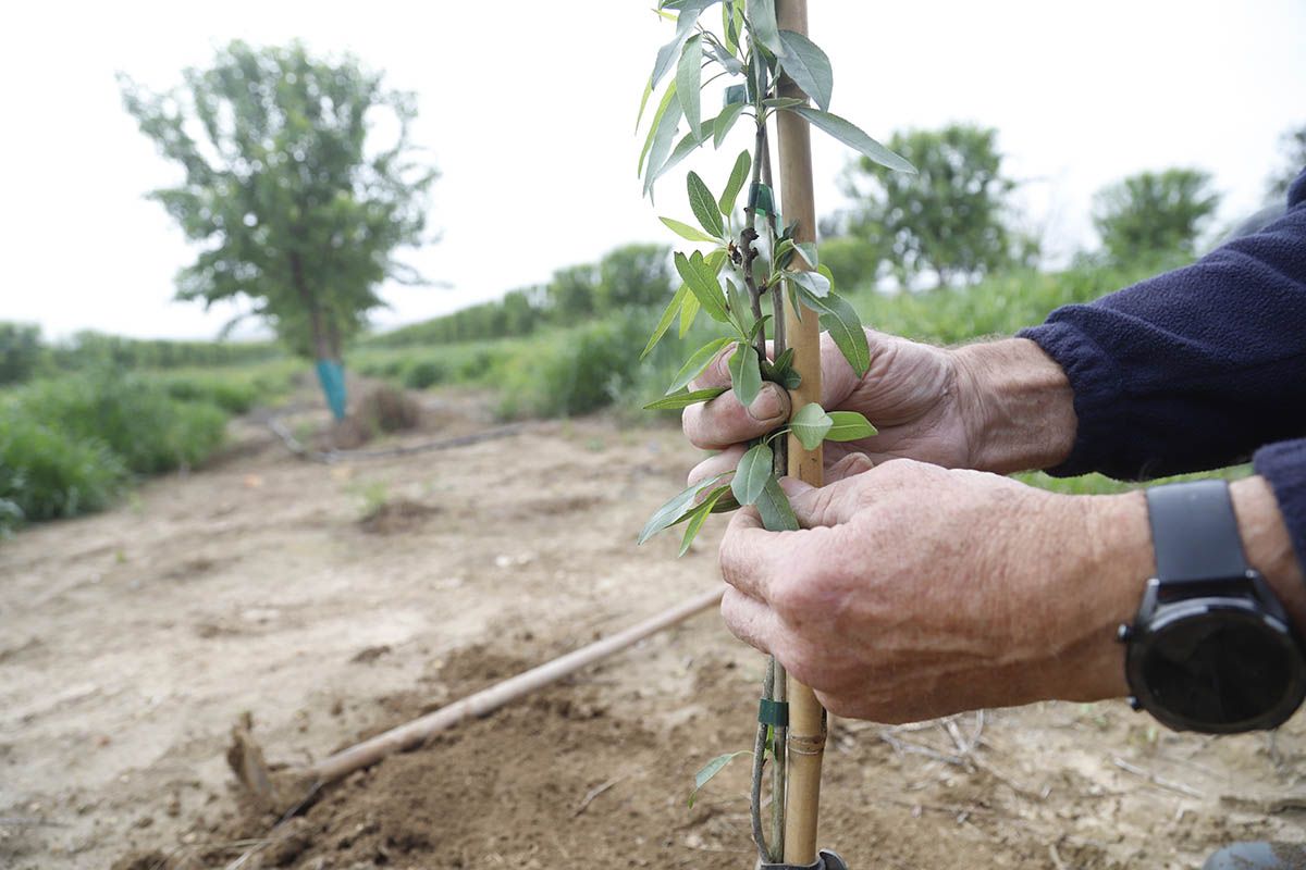 Los efectos de la borrasca Nelson en el campo cordobés