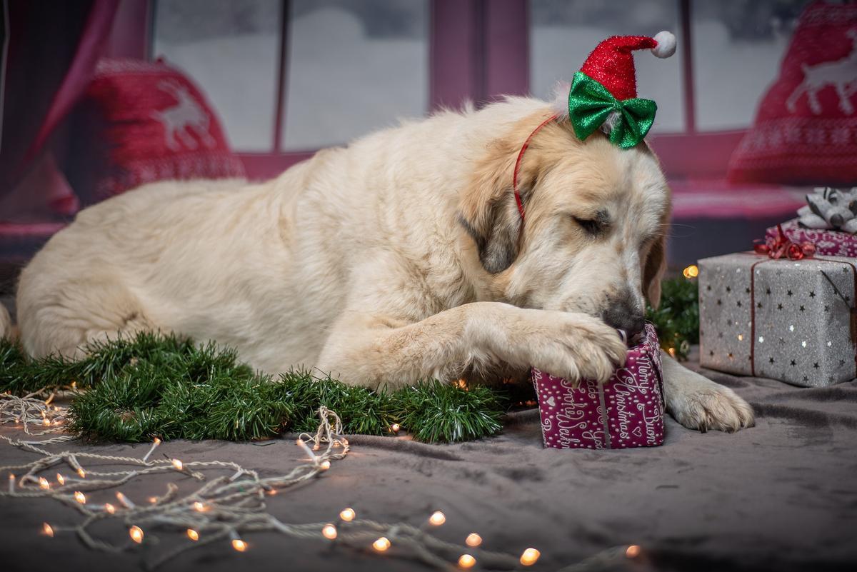 Los perros también tienen gustos musicales, también en lo referente a la Navidad.