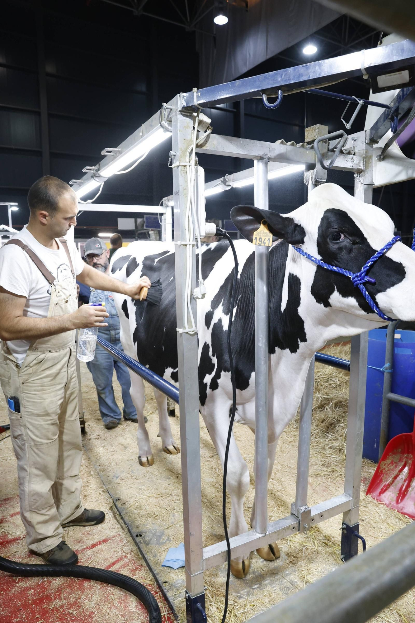 El concurso en Gijón de la mejor vaca de Asturias, en imágenes