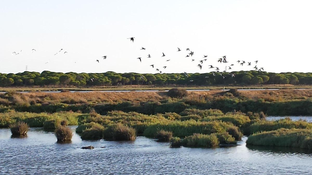 Humedal de las marismas del Odiel