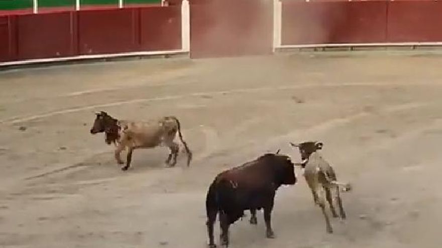 Un toro bravo embiste varias vacas: la dantesca escena de Barbastro que  pone los pelos de punta e hizo llorar a los asistentes - El Periódico  Mediterráneo