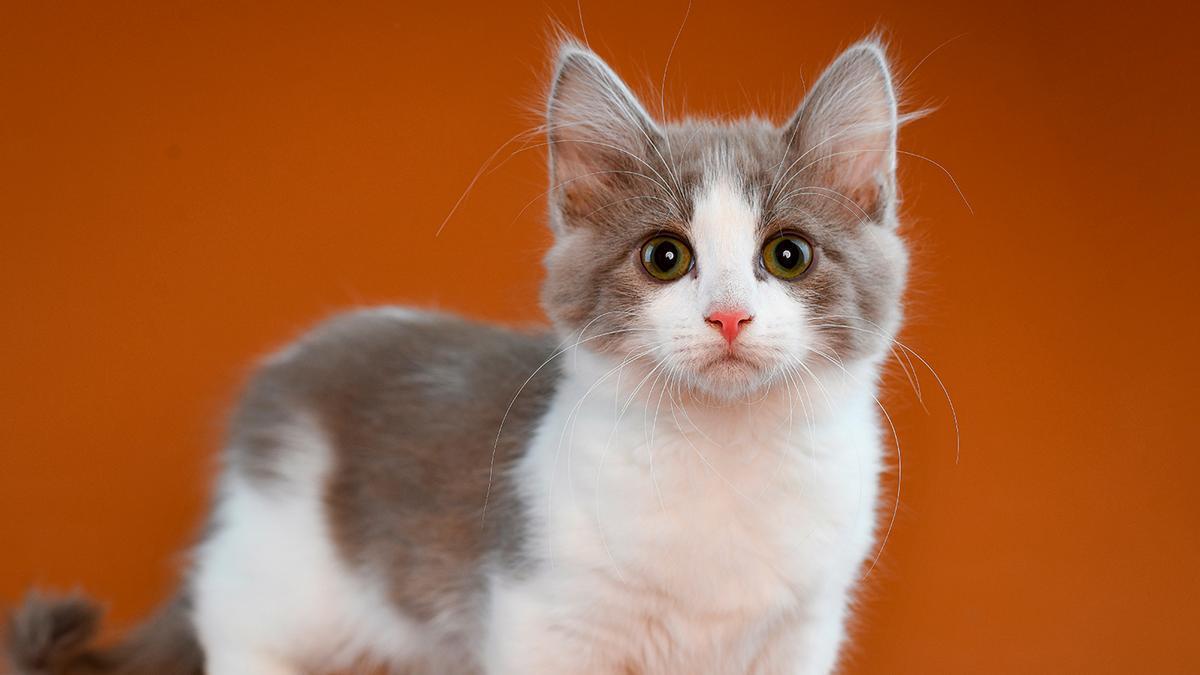 RAZA GATO | Munchkin, la nueva raza de gatos enanos más adorable del mundo