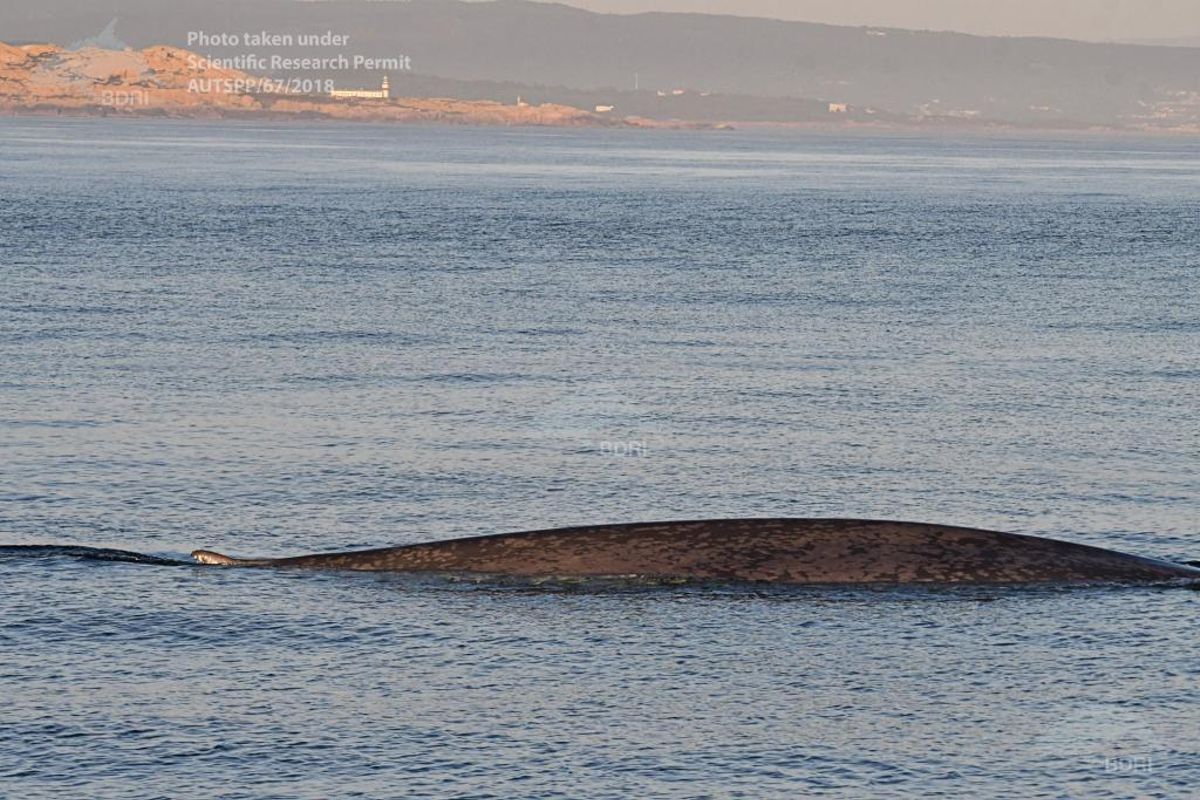 España elige las Rías Baixas para estudiar los movimientos de la ballena azul