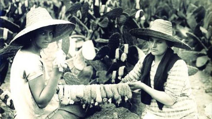 Imagen denominada Jornaleras de la cochinilla tomada por el profesional alemán en 1920 empleando el procedimiento de gelatina bromuro. La foto se tomó en una finca de la localidad grancanaria de Arucas y pertenece al Archivo de fotografía histórica de Canarias, del Cabildo de Gran Canaria