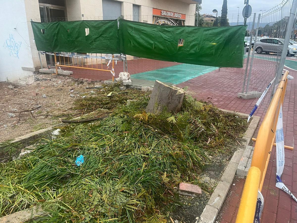 Árboles talados en la avenida de Juan de Borbón