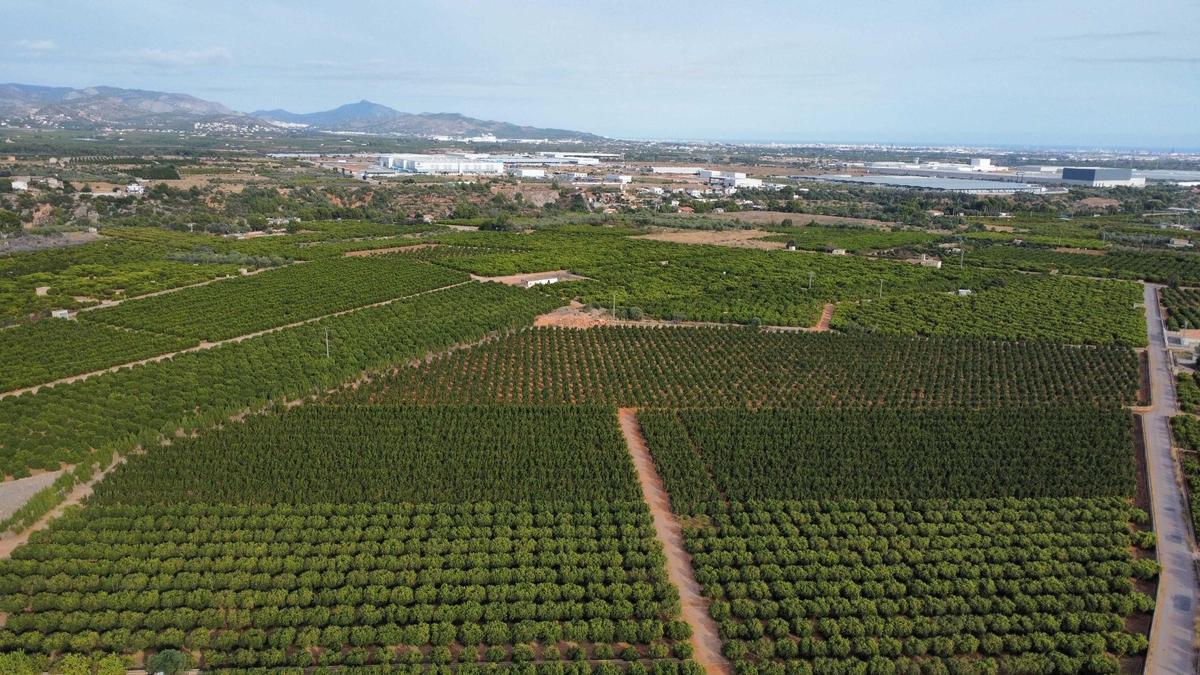 Imagen aérea de los terrenos citrícolas que podrían quedar afectados.