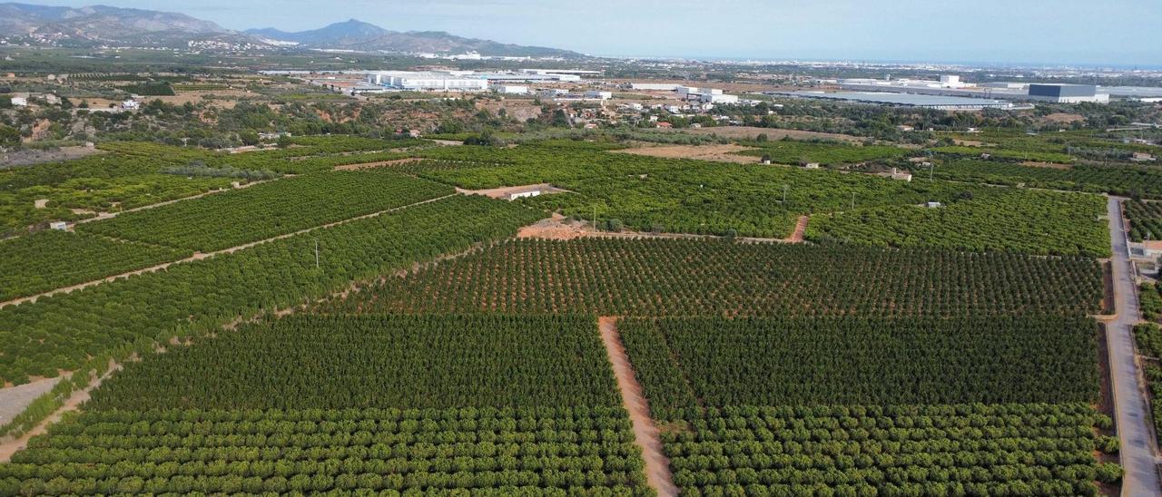 Denuncian que un proyecto solar en Castellón acabaría con una valiosa zona citrícola