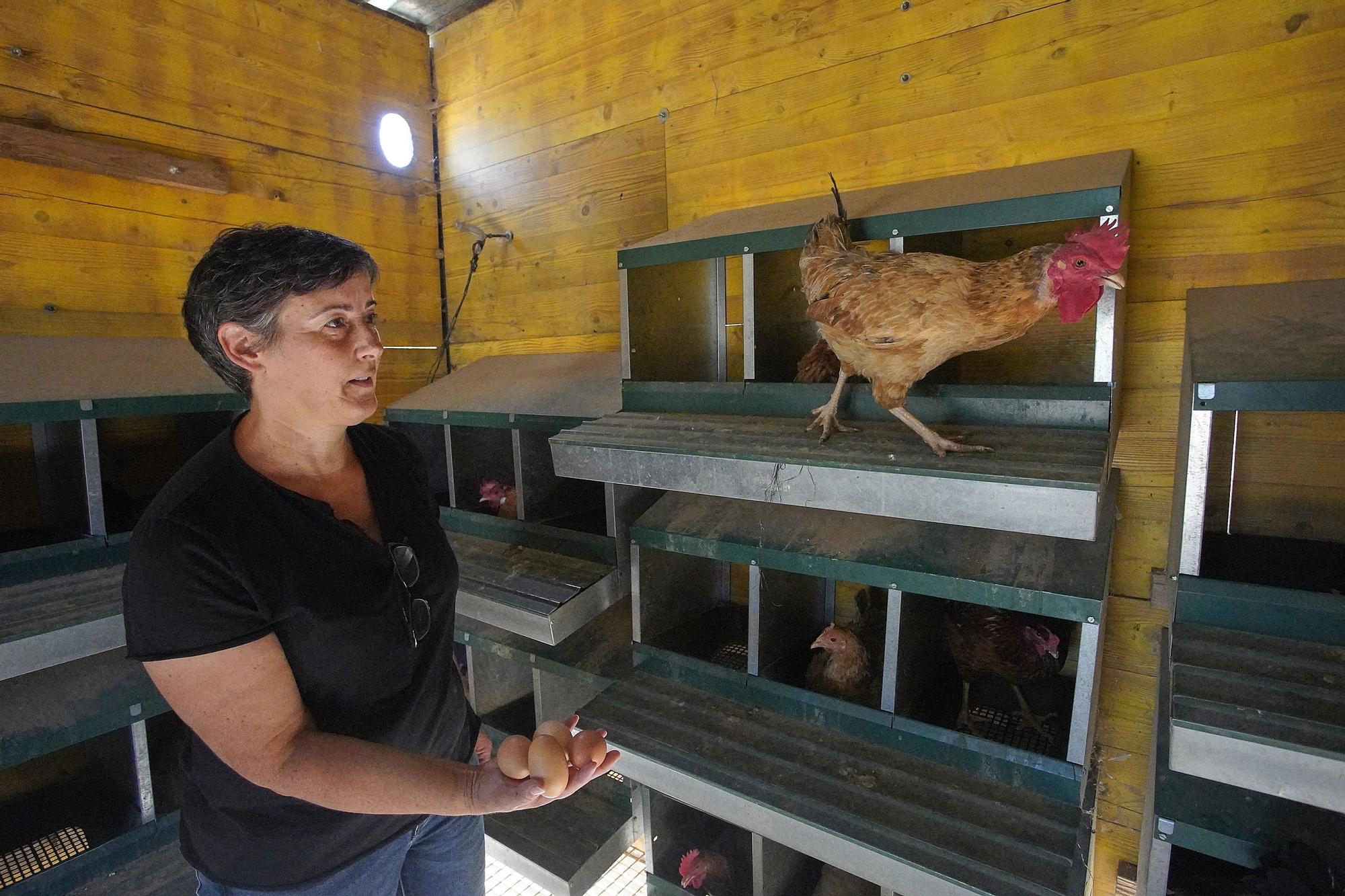"Gallines Felices" a Casavells