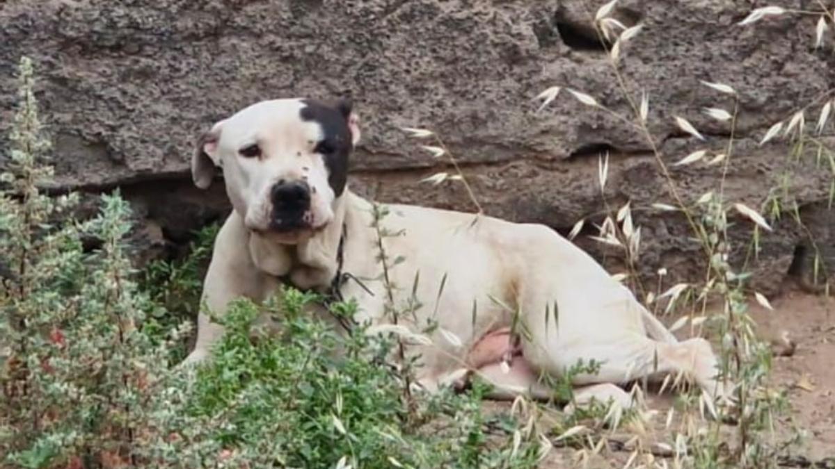 El perro que ha rescatado la Policía.