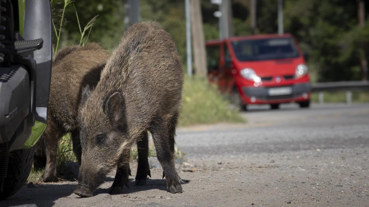 Un grupo de jabalís buscan comida cerca de Les Planes.