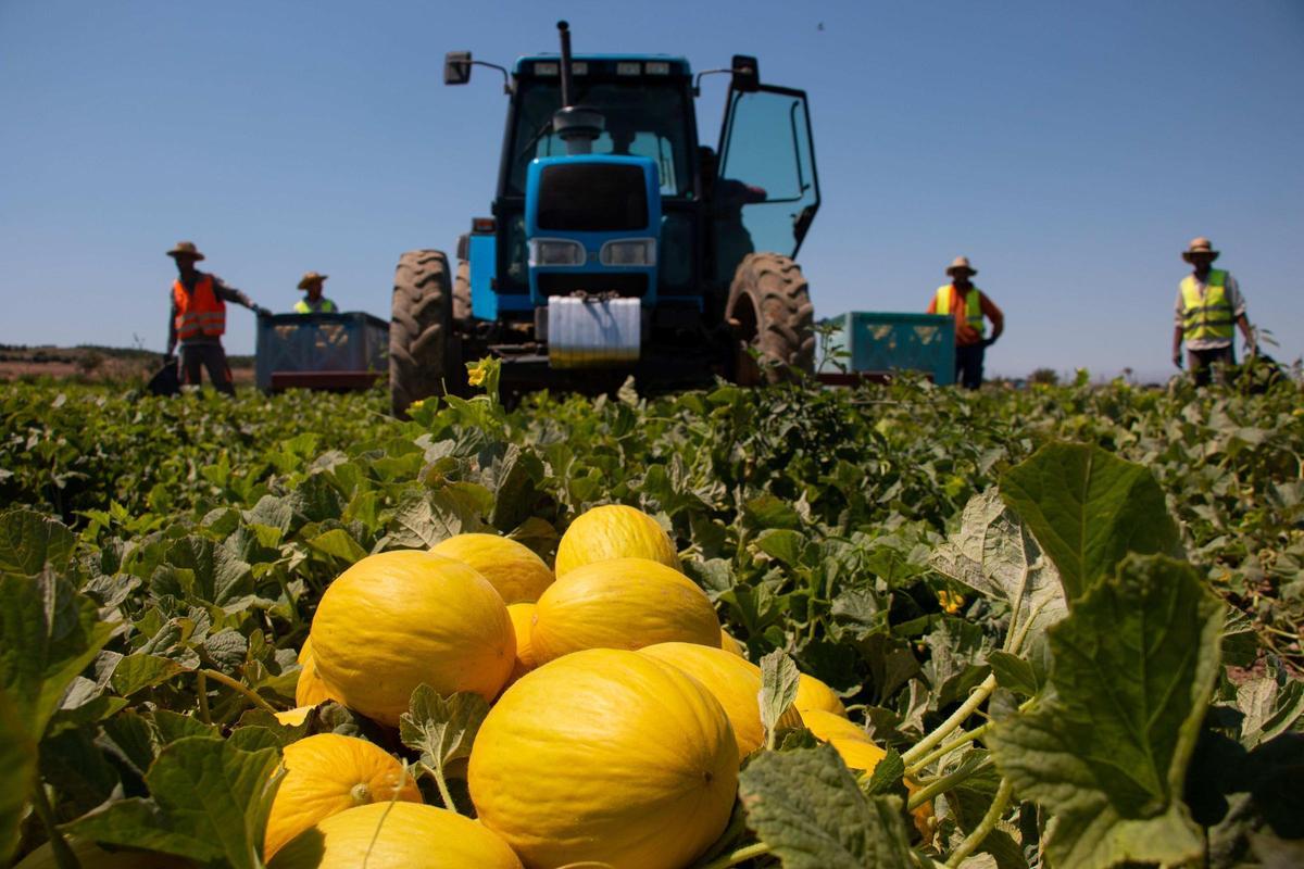 Recolección de melón amarillo en una explotación de Marfruit.