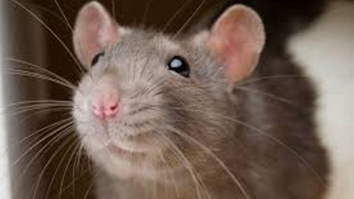 Una rata, en una imagen de archivo