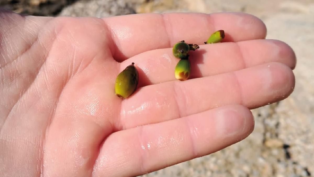 So sehen die Früchte der Posidonia aus