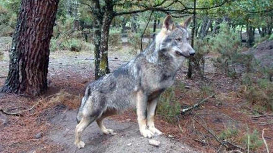 Lobo ibérico joven en el parque de Guitián en 2010.