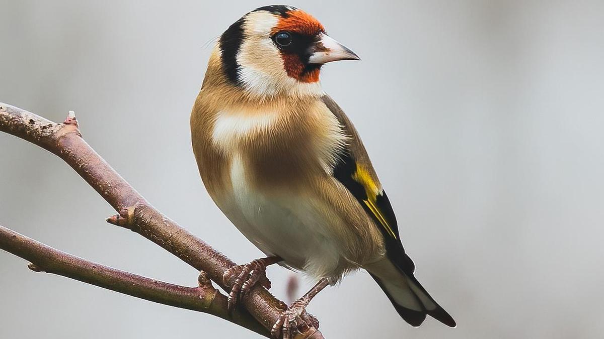 CARDUELIS CARDUELIS | El jilguero: todo lo que debes saber si quieres tener jilgueros en casa