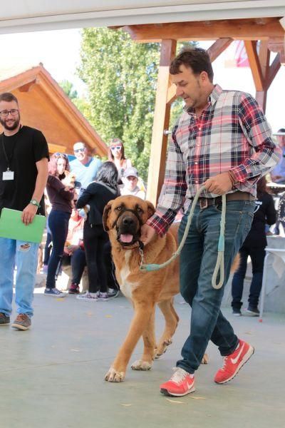 Concurso de perros en La Aldehuela