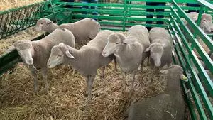 Lonja de Extremadura: estos son los precios actualizados a día 9 de abril de 2026