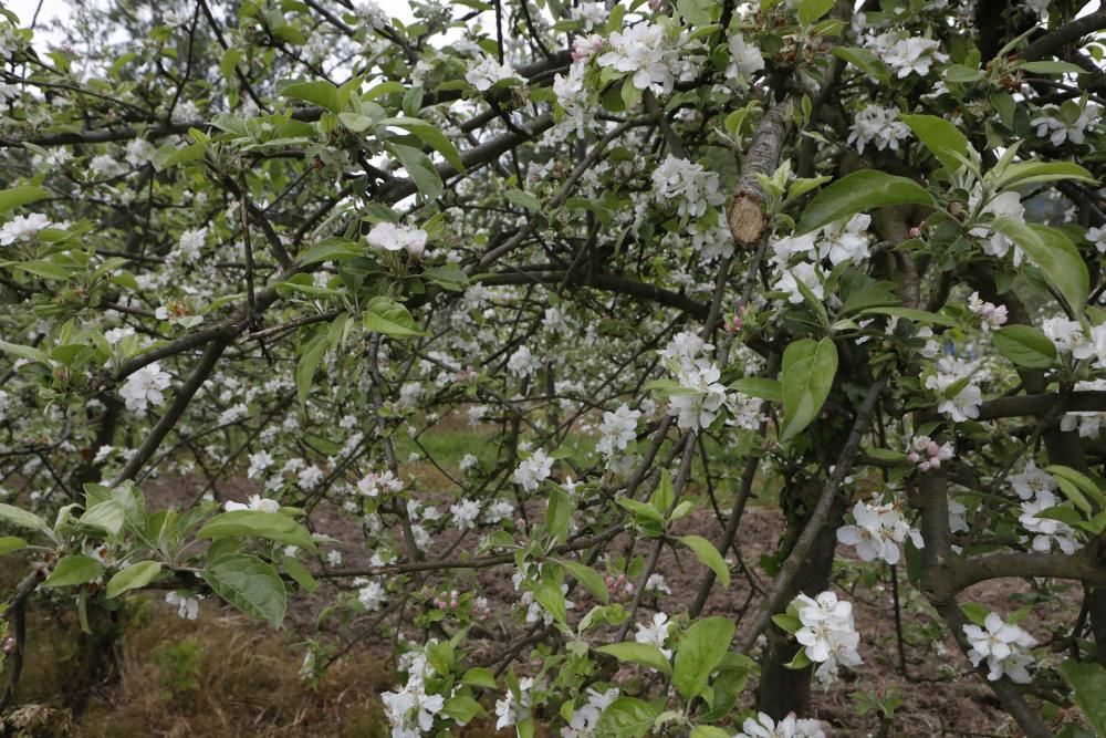 Manzanos en flor en Serín