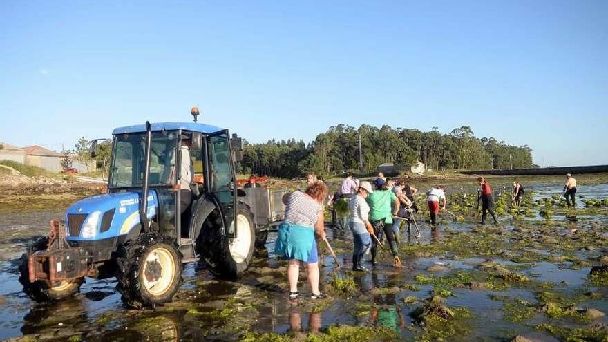 Las algas se han convertido en un problema para el marisqueo en Vilanova. // Noé Parga