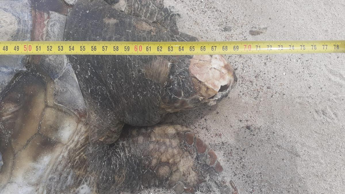Una de las tortugas halladas tenía una longitud de casi 70 centímetros.