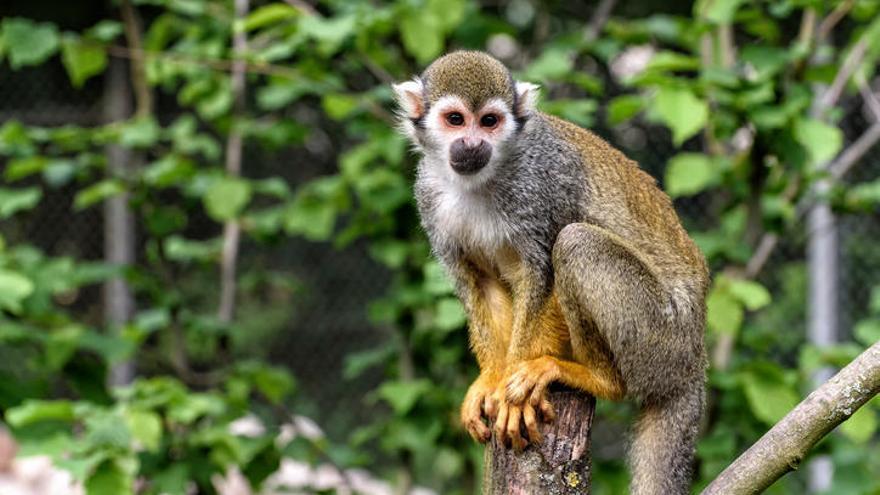 Se cuela en un zoo para robar un mono y acaba en una pelea con los simios