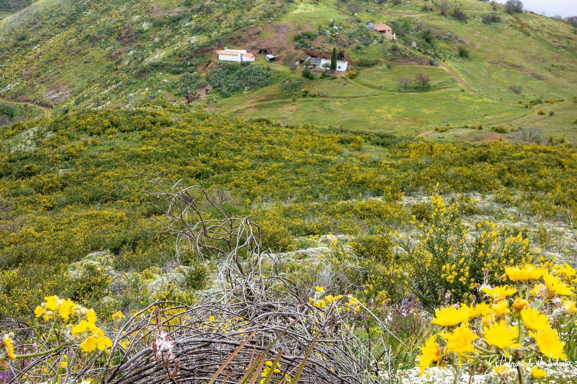 Ruta entre los Llanos de Ana López y Degollada Becerra, en Gran Canaria