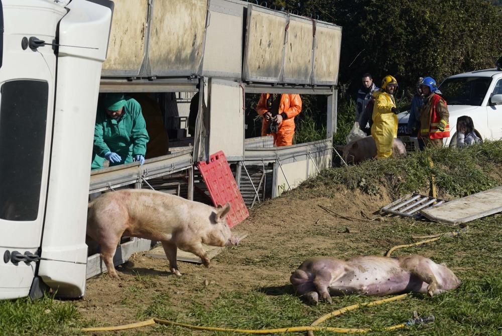 Bolca un camió amb porcs a la Tallada d'Empordà