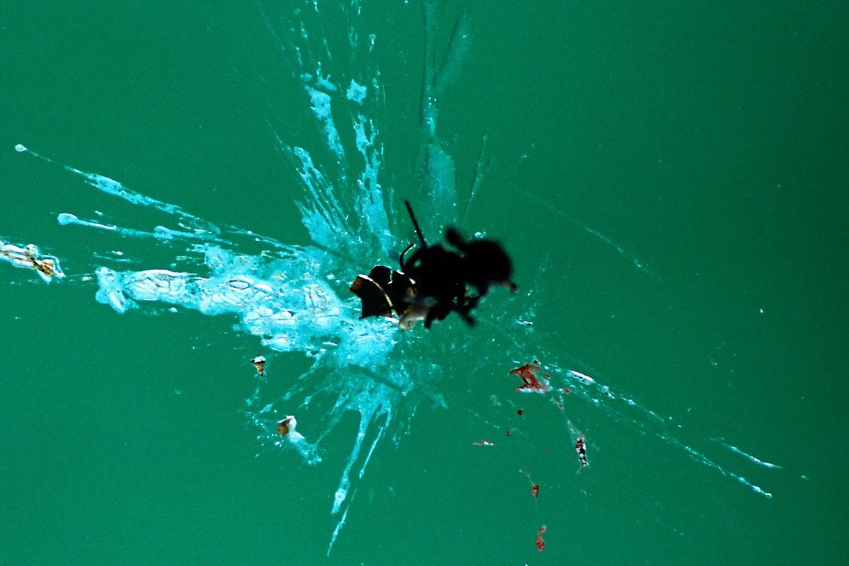¿Por qué ahora impactan menos insectos en el coche? ¿Por qué ahora impactan menos insectos en el coche?