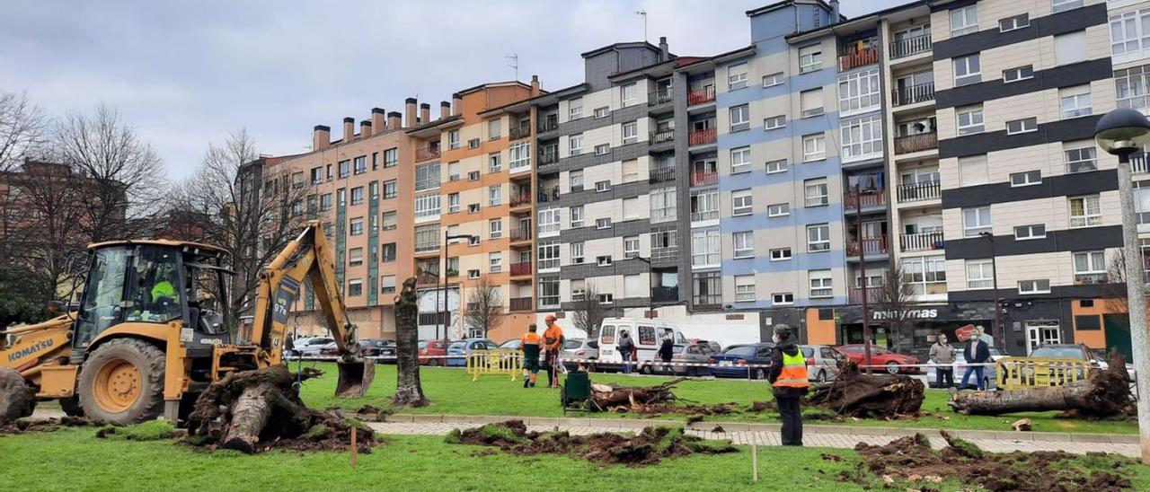 Labores de renovación de los árboles en el parque de la Fábrica de Loza.