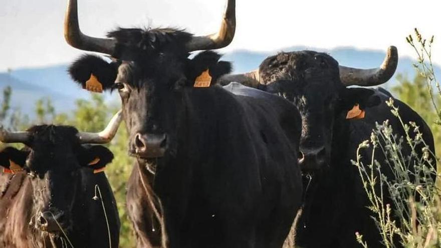 Altura y Castellnovo abren la temporada taurina en el Palancia