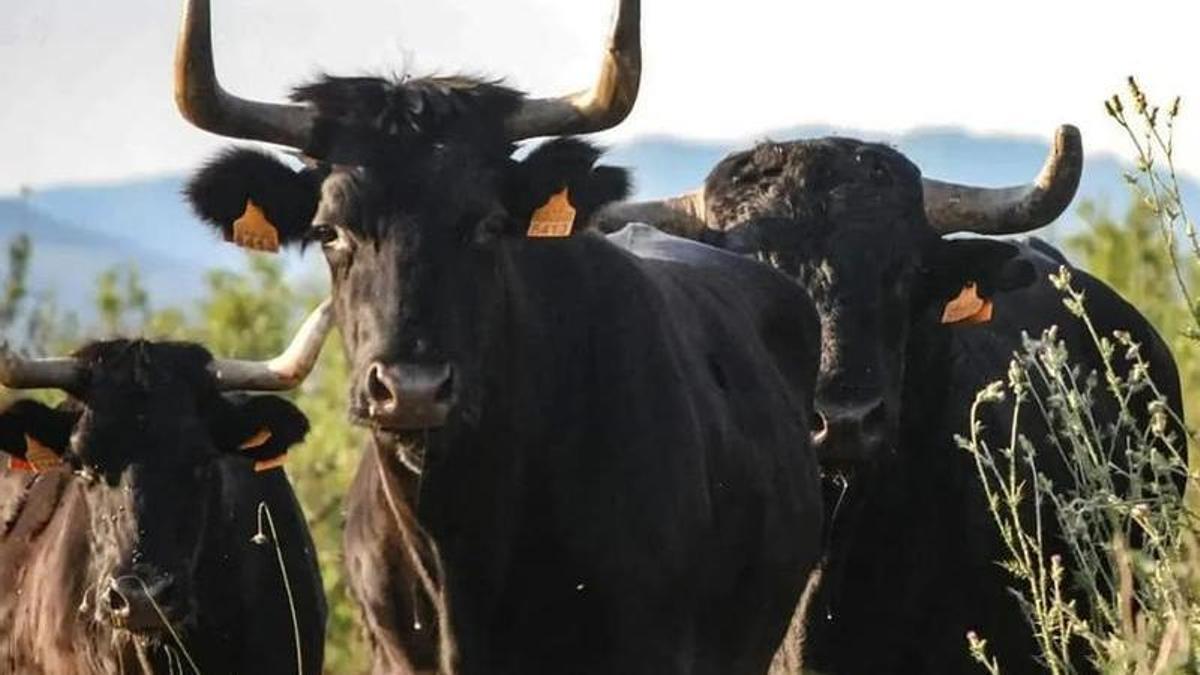 Imagen de los toros que se exhibirán en Castellnovo.