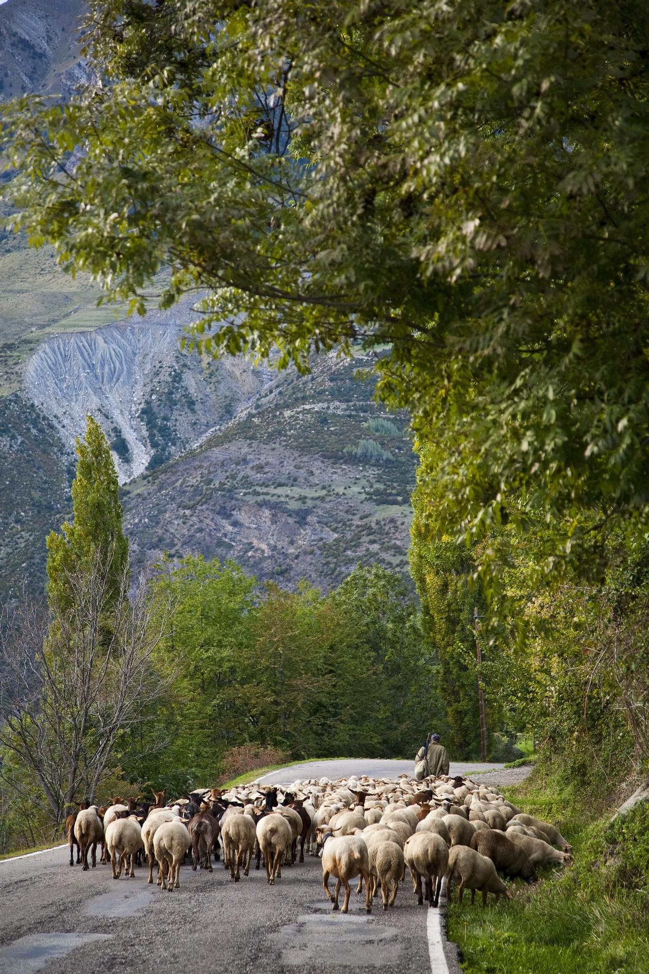Un rebaño de ovejas asciende el Pirineo