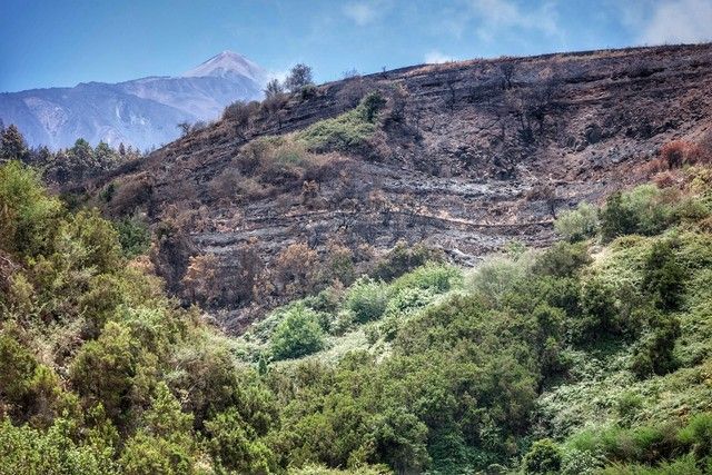 Zonas arrasadas por el incendio en el Norte de Tenerife