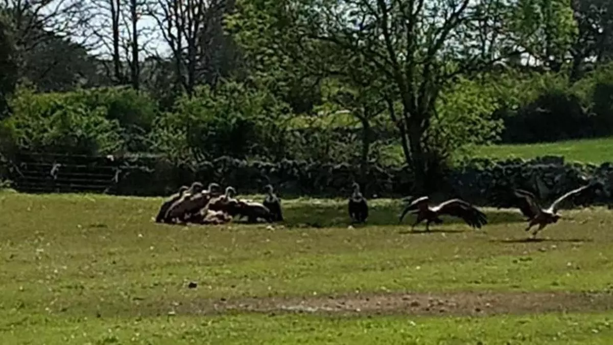 VÍDEOS | Los buitres asaltan un rebaño atacado por el lobo en Fresnadillo