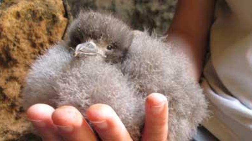 Un polluelo de ´virot´ apenas pesa medio kilo y está cubierto por un espeso plumón de color gris.