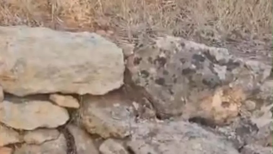 Una serpiente de gran tamaño sorprende a unas vecinas de Ibiza: "Parece que se ha zampado algo"