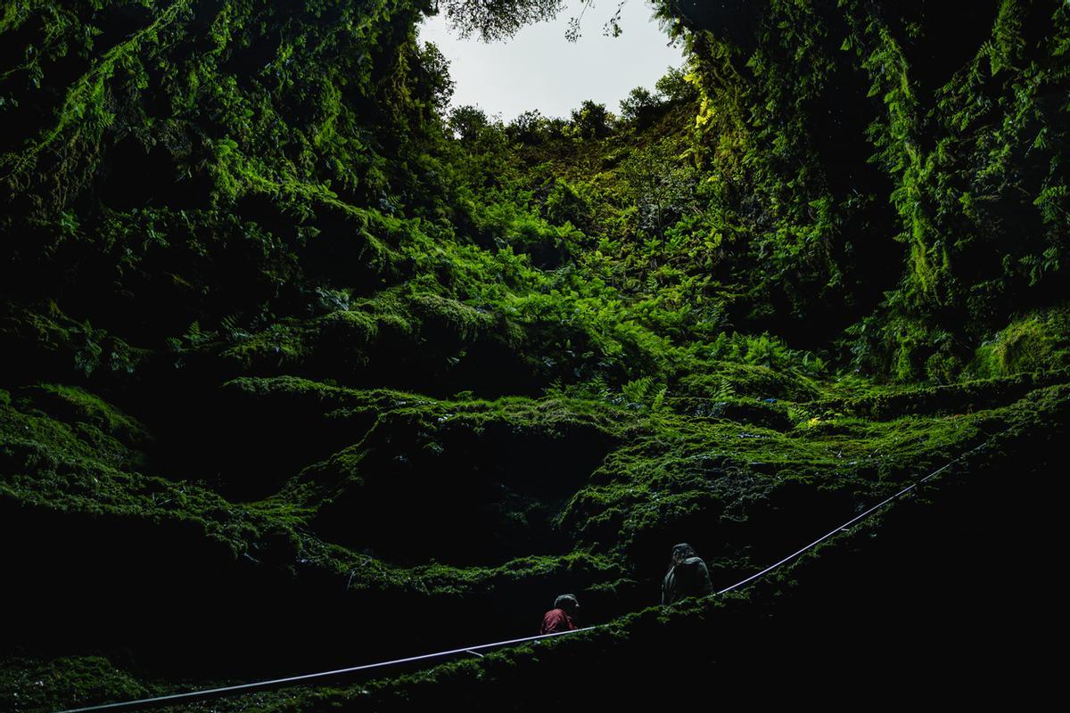 Una selva interior formada hace más de 3200 millones de años.