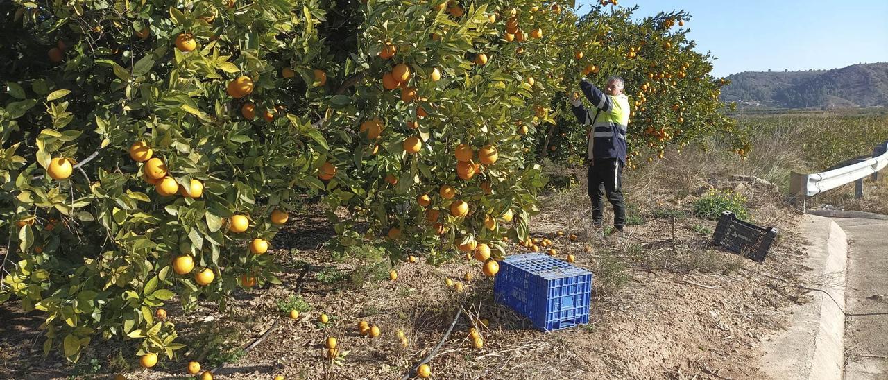 Recolector de naranjas en Sumacàrcer.