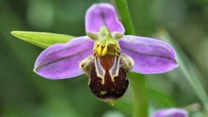 Los bosques europeos pierden orquídeas por la acción del hombre