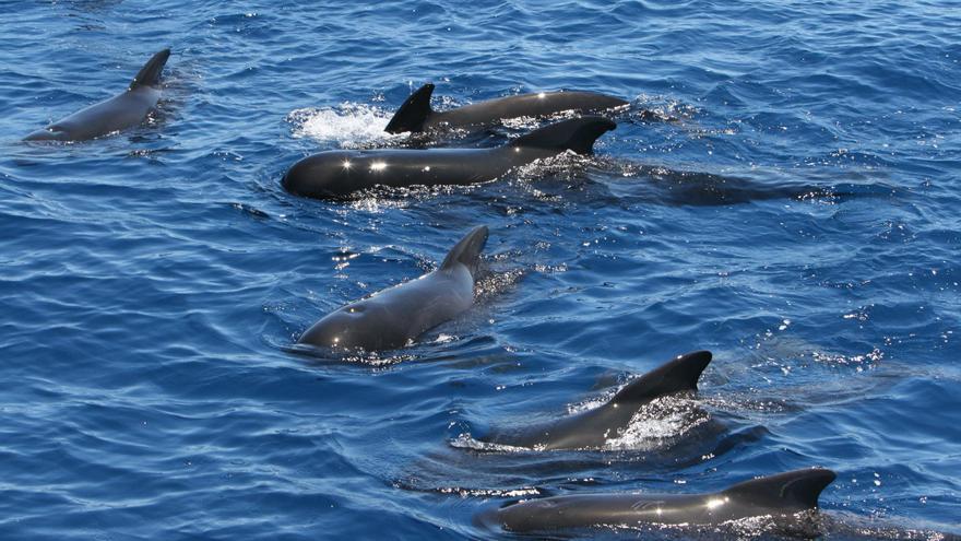 Imágenes de los cetáceos captadas en las aguas de Castellón